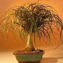 Guatemalan Red Ponytail Palm - Beaucarnea - 6" Pot - Easy To Grow - Live Plant -Outlet Buds Grow Store apigbbm3k 21021.1592328534