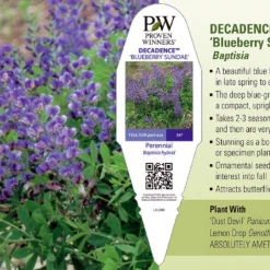 Decadence® Blueberry Sundae Baptisia - False Indigo - Gallon Pot -Outlet Buds Grow Store apigcvwwa 98850.1592332068