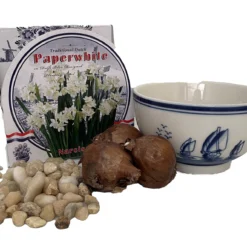 Delft Ceramic Bowl With Paperwhite Narcissus Bulbs Indoor Growing Kit - FragrantT -Outlet Buds Grow Store apignvtes 74873.1592328398