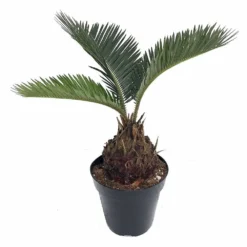 Sago Palm - Living Fossil Plant - Cycas Revoluta - 4" Pot