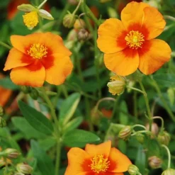 Bronze Carpet Sun Rose - Helianthemum - Quart Pot 5 Bronze Carpet Sun Rose - Helianthemum - Quart Pot -Outlet Buds Grow Store apihqhhuu 76135.1592323452