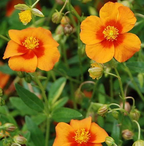 Bronze Carpet Sun Rose - Helianthemum - Quart Pot 3 Bronze Carpet Sun Rose - Helianthemum - Quart Pot - Image 3