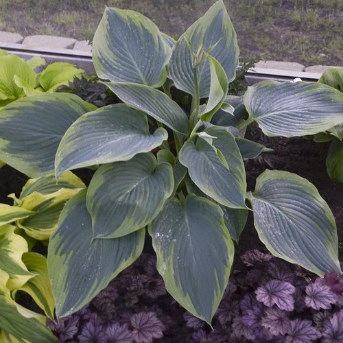 Shadowland Wu La La Hosta - Shade Lover - Gallon Pot - Proven Winners 1 Shadowland Wu La La Hosta - Shade Lover - Gallon Pot - Proven Winners