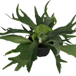 Best Seller -Outlet Buds Grow Store apihzpjyo 17670.1592324956