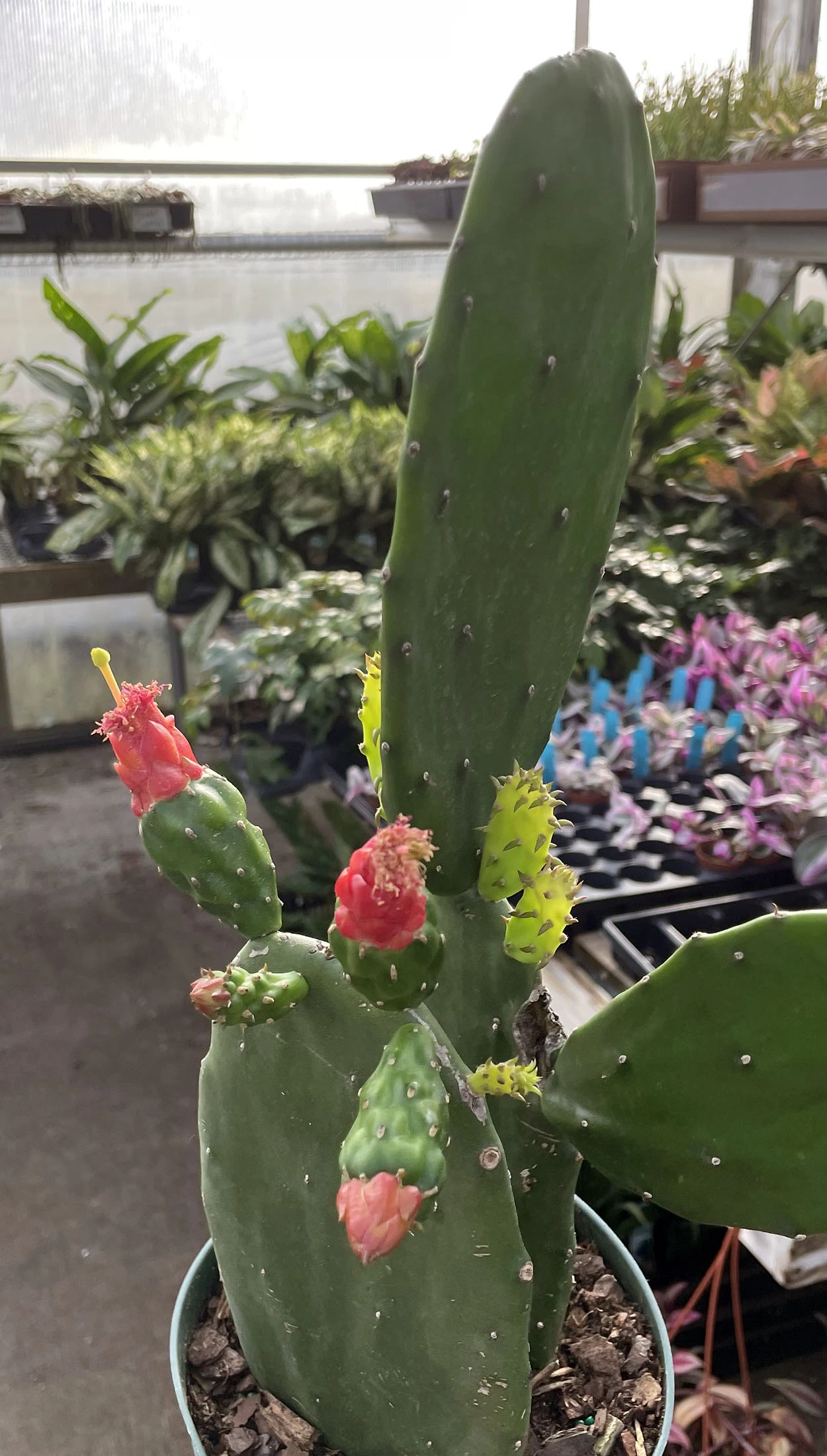 Prickly Pear Cactus - Opuntia - Great Houseplant - Easy - 6" Pot 2 Prickly Pear Cactus - Opuntia - Great Houseplant - Easy - 6" Pot - Image 2