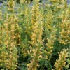 Yellow Kudos Hummingbird Mint - Agastache - Anise Hyssop - Hardy - Quart Pot