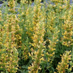 Yellow Kudos Hummingbird Mint - Agastache - Anise Hyssop - Hardy - Quart Pot