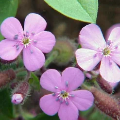 Soapwort Perennial - Saponaria Ocymoides - Quart Pot