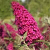 BUZZ™ Velvet Butterfly Bush - Compact/Short - Heavy Blooms -Gallon Pot- Buddleia