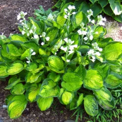 Rainforest Sunrise Hosta Perennial - Shade Lover - Quart Pot