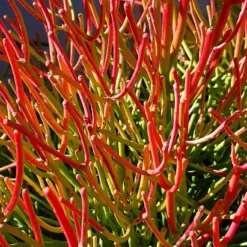 Firesticks Pencil Cactus - Euphorbia - Easy To Grow/Hard To Kill! - 6" Pot
