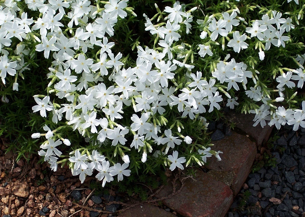 White Delight Creeping Phlox Perennial - Quart Pot 2 White Delight Creeping Phlox Perennial - Quart Pot - Image 2