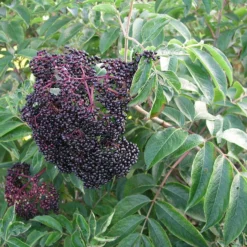 Wyldewood Elderberry Perennial Shrub - Sambucus - Native - 3.25" Pot