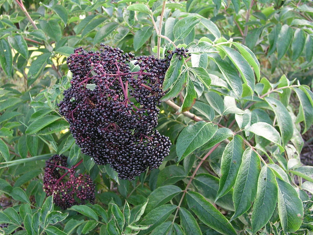 Wyldewood Elderberry Perennial Shrub - Sambucus - Native - 3.25" Pot 1 Wyldewood Elderberry Perennial Shrub - Sambucus - Native - 3.25" Pot