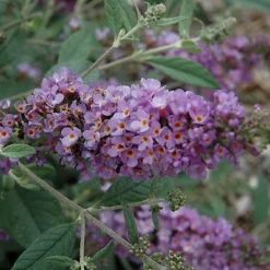 Humdinger® Lavender Cupcake Butterfly Bush - Buddleia - Compact - Gallon Pot 7 Humdinger® Lavender Cupcake Butterfly Bush - Buddleia - Compact - Gallon Pot -Outlet Buds Grow Store apijkhf4q 94034.1592318271