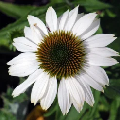 Pow Wow White Coneflower - Echinacea - Live Plant - Quart Pot