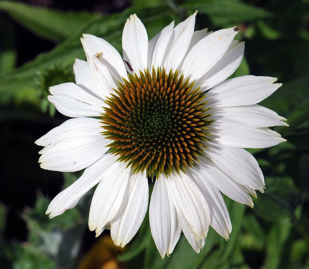 Pow Wow White Coneflower - Echinacea - Live Plant - Quart Pot 1 Pow Wow White Coneflower - Echinacea - Live Plant - Quart Pot