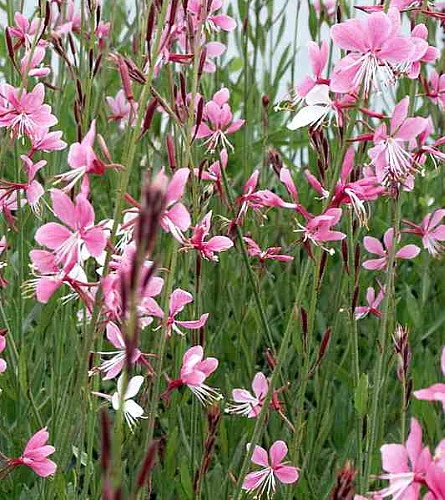 Siskiyou Pink Whirling Butterflies Perennial - Gaura - Quart Pot 2 Siskiyou Pink Whirling Butterflies Perennial - Gaura - Quart Pot - Image 2