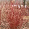 ARCTIC FIRE® Red - Redtwig Dogwood -Proven Winner-4" Pot