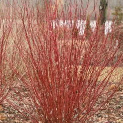 ARCTIC FIRE® Red - Redtwig Dogwood -Proven Winner-4" Pot