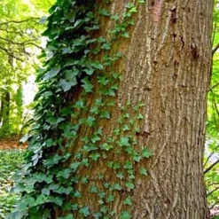 English Ivy 48 Plants - Hardy Groundcover - Sun Or Shade -1 3/4" Pots -Outlet Buds Grow Store apikaj3cx 57270.1592323929