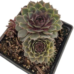 Pacific Blue Ice Hens & Chicks - Sempervivum - Very Hardy - Live Plant - Quart Pot