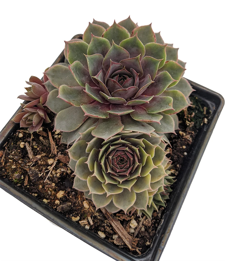 Pacific Blue Ice Hens & Chicks - Sempervivum - Very Hardy - Live Plant - Quart Pot 1 Pacific Blue Ice Hens & Chicks - Sempervivum - Very Hardy - Live Plant - Quart Pot