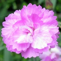 Tiny Rubies Dianthus - Fragrant/Hardy Groundcover - Quart Pot -Outlet Buds Grow Store apikcgftw 58883.1592323728