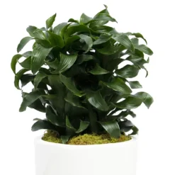 Twister Dragon Tree - Dracaena Fragrans - 6" Pot - Easy To Grow House Plant -Outlet Buds Grow Store apikh5bmb 00534.1630600088