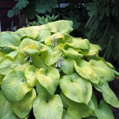 City Lights Hosta - Quart Pot