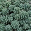 Himalayan Skies Sedum - Stonecrop - Fairy Garden - Live Plant - Quart Pot