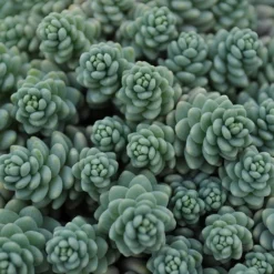 Himalayan Skies Sedum - Stonecrop - Fairy Garden - Live Plant - Quart Pot