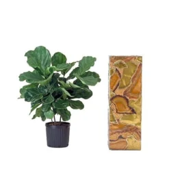 Hirt's Fiddleleaf Fig Tree - Ficus - Great Indoor Tree - Easy - 6" Pot -Outlet Buds Grow Store apikjoi4z 23771.1592317426