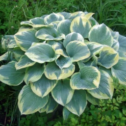 Robert Frost Hosta - Live Plant Quart Pot