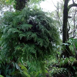 Rare Black Rabbit's Foot Fern - 4" Mini Hanging Basket - Davallia Trichomanoides -Outlet Buds Grow Store apikmbiib 39232.1617213217