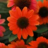 Hot Coral Sombrero® Coneflower Perennial - Echinacea - Gallon Pot