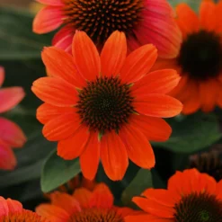 Hot Coral Sombrero® Coneflower Perennial - Echinacea - Gallon Pot