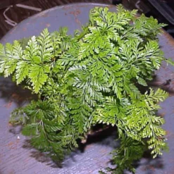 Rare Black Rabbit's Foot Fern - 4" Mini Hanging Basket - Davallia Trichomanoides -Outlet Buds Grow Store apiktkkwc 41900.1617213217