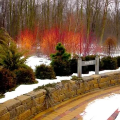 ARCTIC FIRE® Red - Redtwig Dogwood -Proven Winner-4" Pot -Outlet Buds Grow Store apilah4s4 71168.1592324657