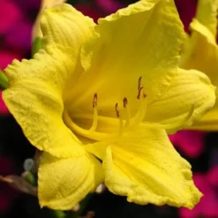 Happy Returns Reblooming Daylily - Hemerocallis - Quart Pot