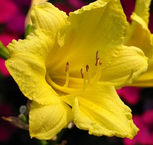 Happy Returns Reblooming Daylily - Hemerocallis - Quart Pot 1 Happy Returns Reblooming Daylily - Hemerocallis - Quart Pot