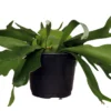 Staghorn Fern - Platycerium Biforcatum - Exotic Houseplant - 6" Pot