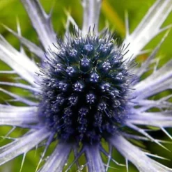 Blue Glitter Sea Holly Perennial - Eryngium - Live Plant - Quart Pot -Outlet Buds Grow Store apilgkmqb 78182.1592323724