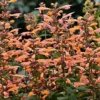 Mango Tango Hummingbird Mint - Agastache - Anise Hyssop - Hardy - Quart Pot