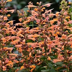 Mango Tango Hummingbird Mint - Agastache - Anise Hyssop - Hardy - Quart Pot
