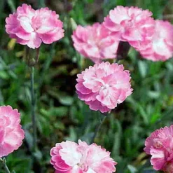 Tiny Rubies Dianthus - Fragrant/Hardy Groundcover - Quart Pot -Outlet Buds Grow Store apilsvqat 56451.1592323728