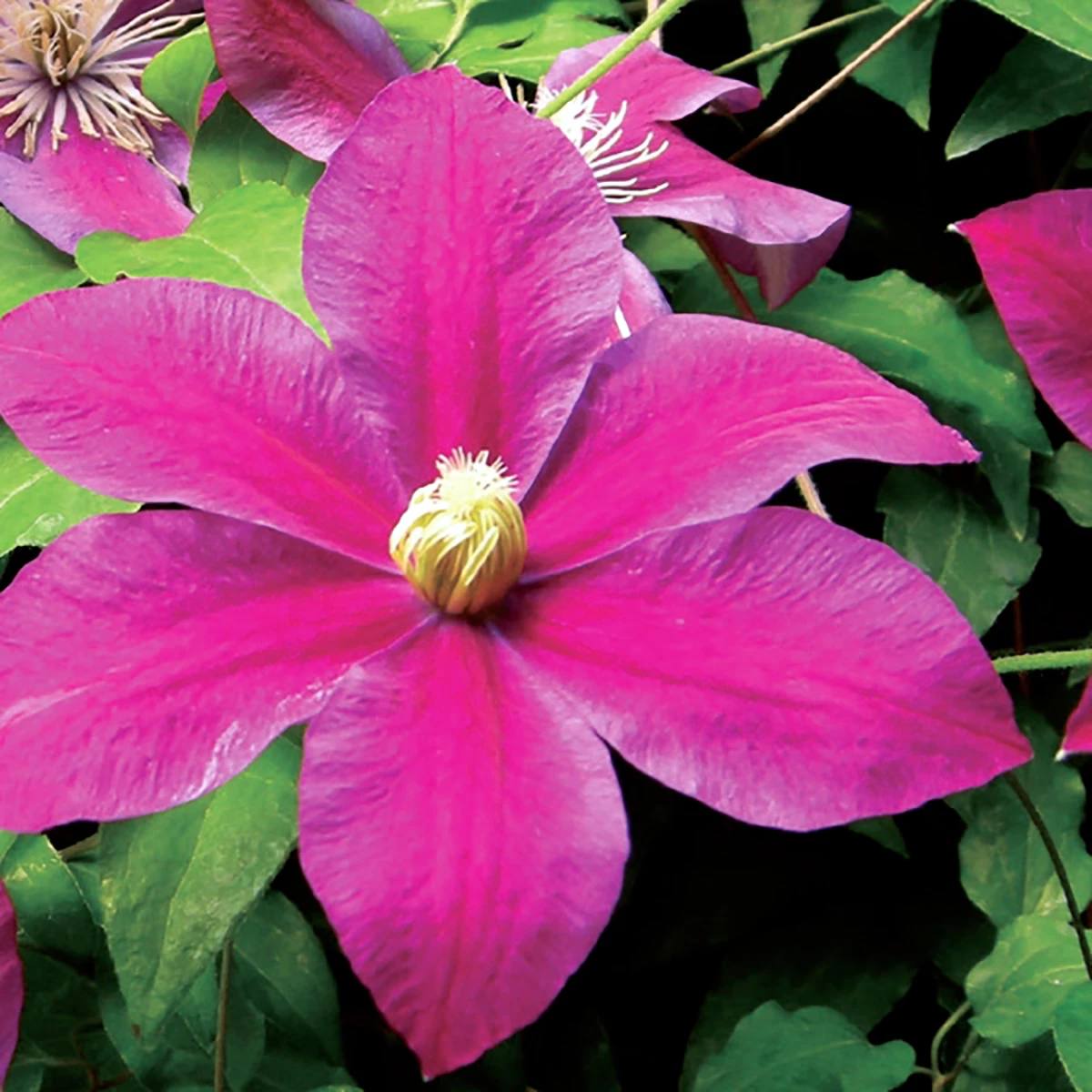 Sunset Clematis - Burgundy Red/Magenta - 2.5" Pot 1 Sunset Clematis - Burgundy Red/Magenta - 2.5" Pot