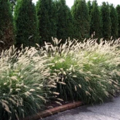Hameln Dwarf Fountain Grass - Pennisetum - Hameln - Quart Pot 7 Hameln Dwarf Fountain Grass - Pennisetum - Hameln - Quart Pot -Outlet Buds Grow Store apilzdhtj 56066.1592333043