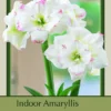Amadeus Double Amaryllis 1 Bulb - 32/34 Cm Bulb