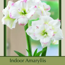 Amadeus Double Amaryllis 1 Bulb - 32/34 Cm Bulb